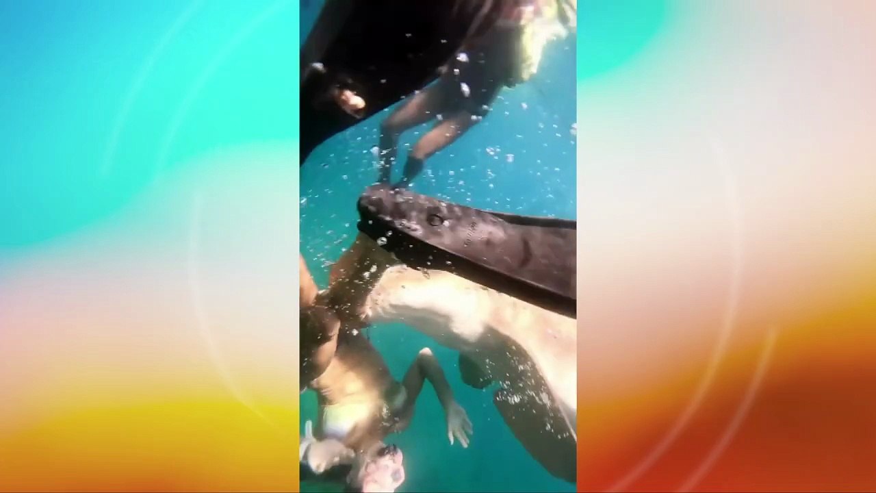 Incidentes com Tubarões em Fernando de Noronha: Aumento de Ataques e o Efeito do Desrespeito às Regulamentações