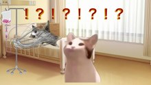 人生がドッキリだったドッキリ 【猫ミーム】