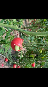End of pink tomato production