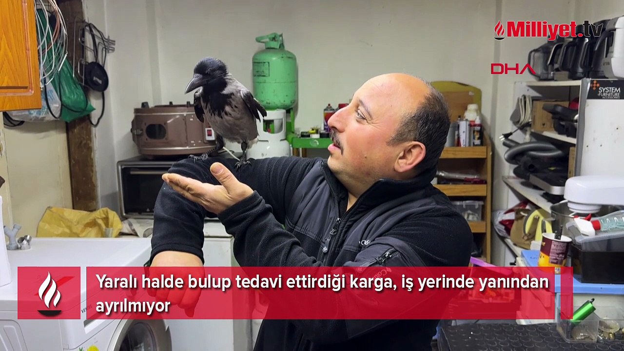 Yaralı halde bulup tedavi ettirdiği karga, iş yerinde yanından ayrılmıyor