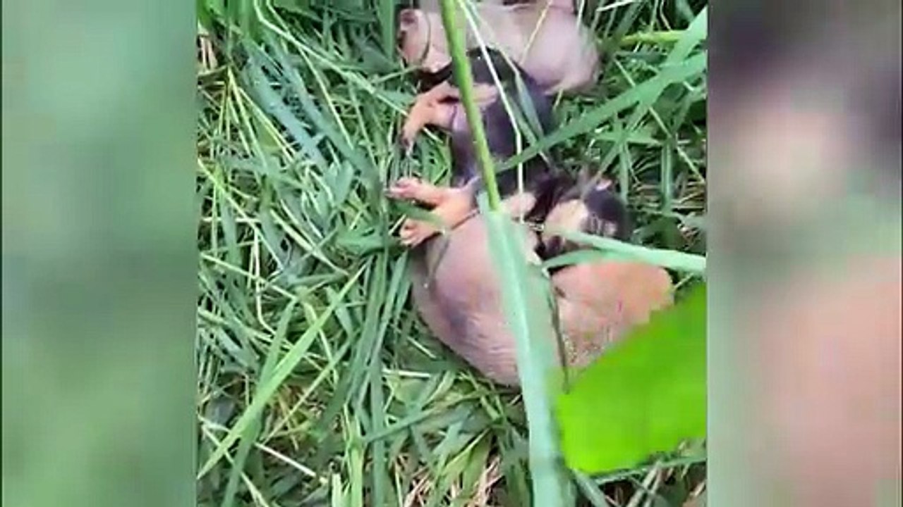 Moradora encontra seis filhotes de cachorro em caixa abandona em terreno baldio no bairro Canadá