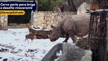 Cervo parte para briga e desafia rinoceronte em zoológico na Polonia