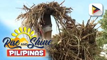 D.A., inaprubahan ang plano ng SRA na mag-export ng 100,000 metric tons ng raw sugar sa U.S. | ulat ni Gab Villegas