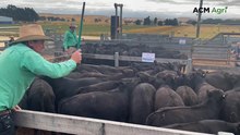 2200 cattle yarded at Casterton Angus weaner steers sale