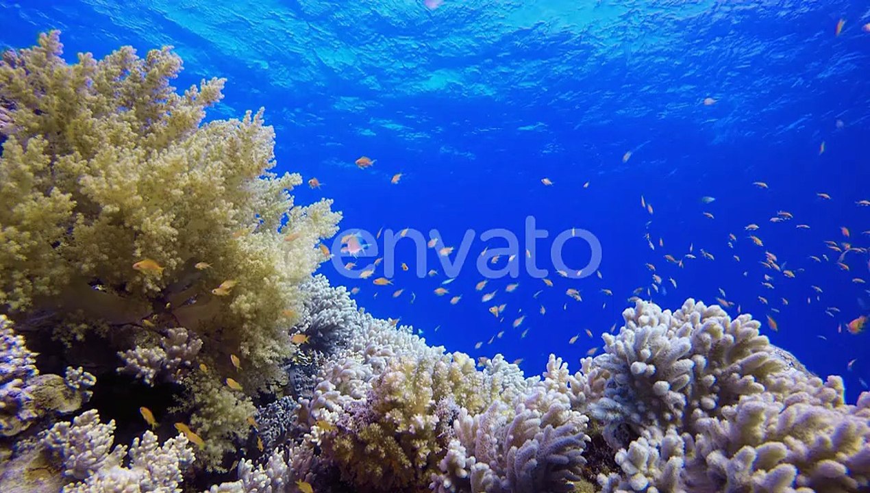 Fish Swim Among Coral Reef in Clear Blue Ocean