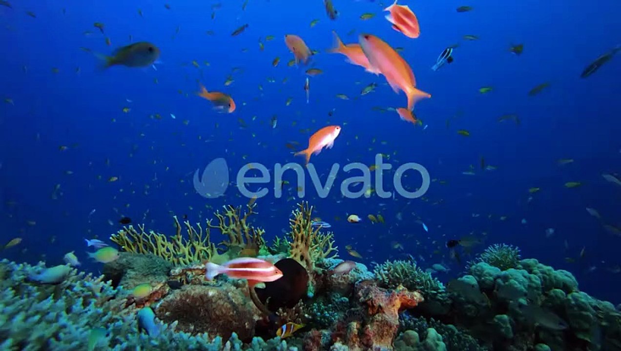Vibrant Coral Reef Ecosystem Teeming with Marine Life