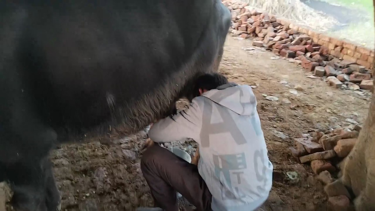 Punjabi mohal