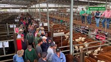 Hamilton all breeds weaner sale