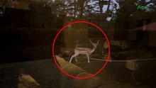 Deer invasion spreads to bush blocks, backyards, as politicians call for funding