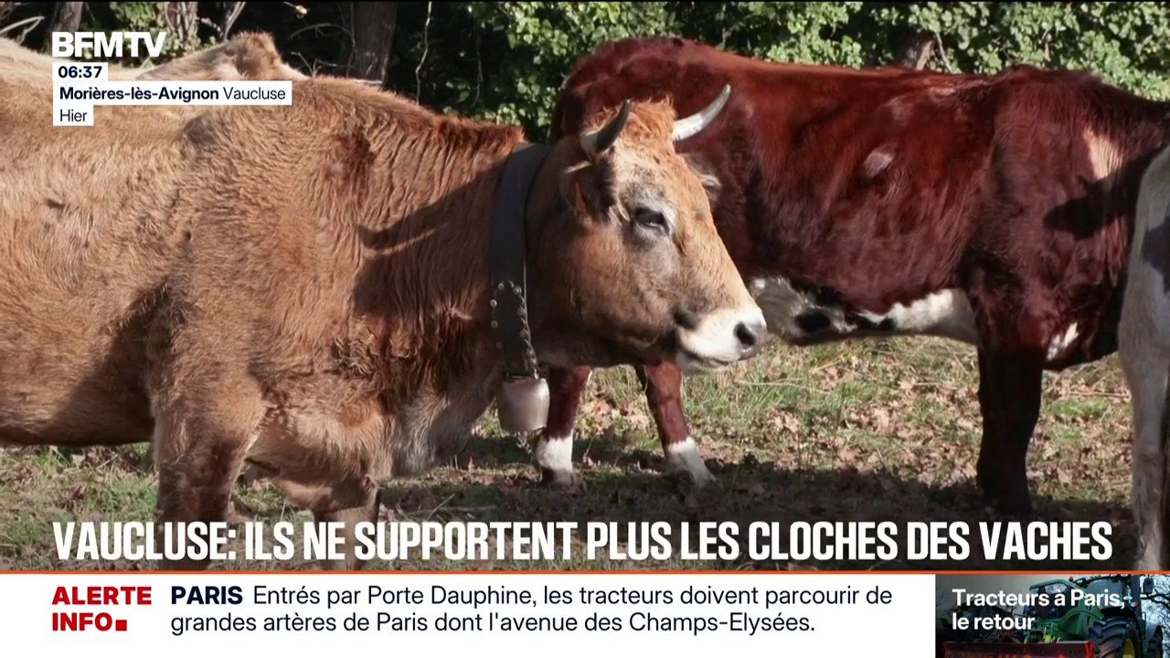 "Qu'ils aillent habiter ailleurs si ça ne leur convient pas": une habitante de Morières-lès-Avignon (Vaucluse) ne supporte plus le bruit des cloches des vaches