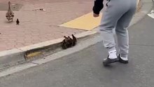 She Helped Ducklings Reach Safety… and You Still Doubt Kindness