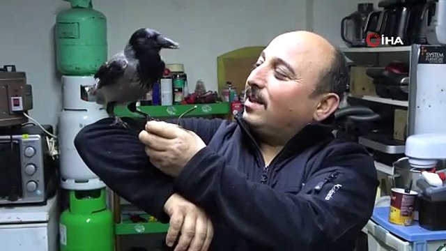 Tamirci çırağı karga!