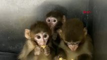 Denetimde ele geçirilen 3 makak maymunu koruma altına alındı