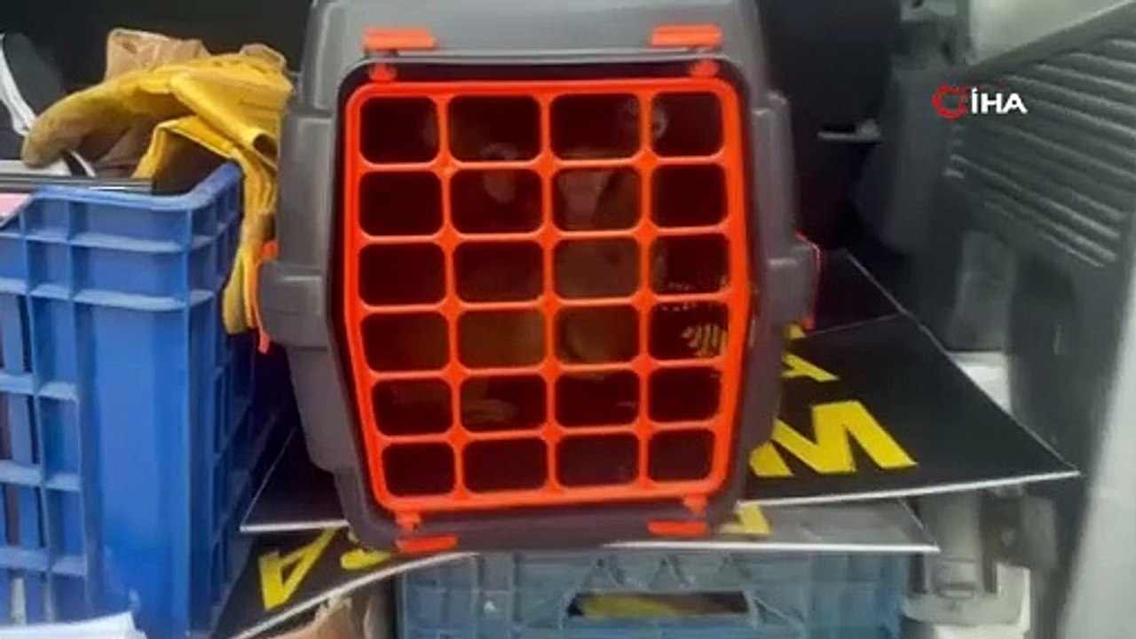 Bursa’da 3 makak maymunu koruma altına alındı