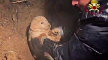 Maltempo a Cosenza, i pompieri salvano cagnolina e cuccioli da una tubatura: il video