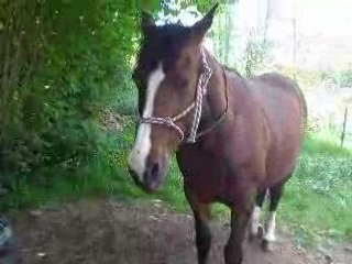mes chevaux et moi