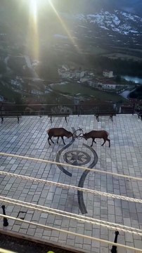 Image from field_mediaid