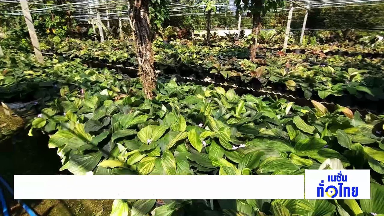 ขุดไข่มดดิน สร้างรายได้ 70,000 บาท  | เนชั่นทั่วไทย | 13 ม.ค. 68 | PART 2