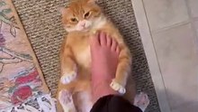 Orange cat flops over for belly rubs instead of moving out of the way