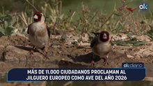 Más de 11.000 ciudadanos proclaman al jilguero europeo como Ave del Año 2026