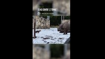 13 kg contre 1,7 tonne : un Muntjac de Chine n’hésite pas à défier un rhinocéros du zoo de Wroclaw en Pologne