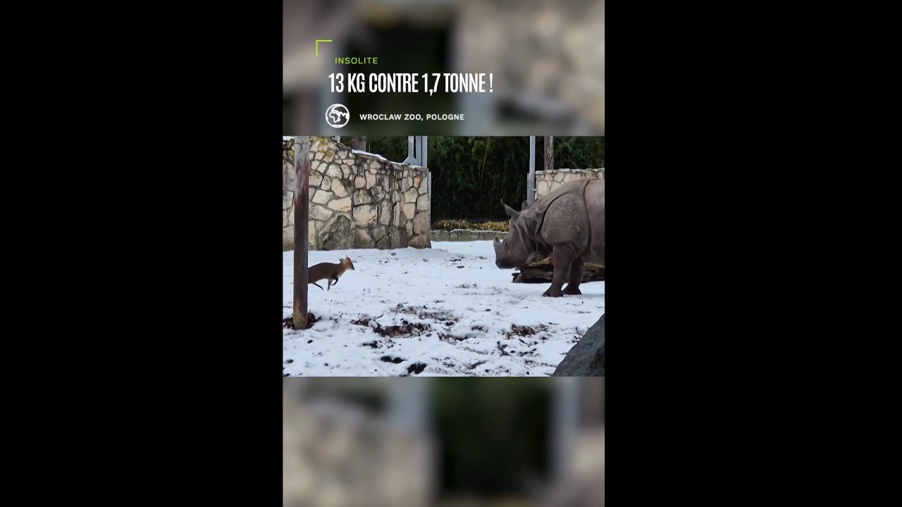 13 kg contre 1,7 tonne : un Muntjac de Chine n’hésite pas à défier un rhinocéros du zoo de Wroclaw en Pologne