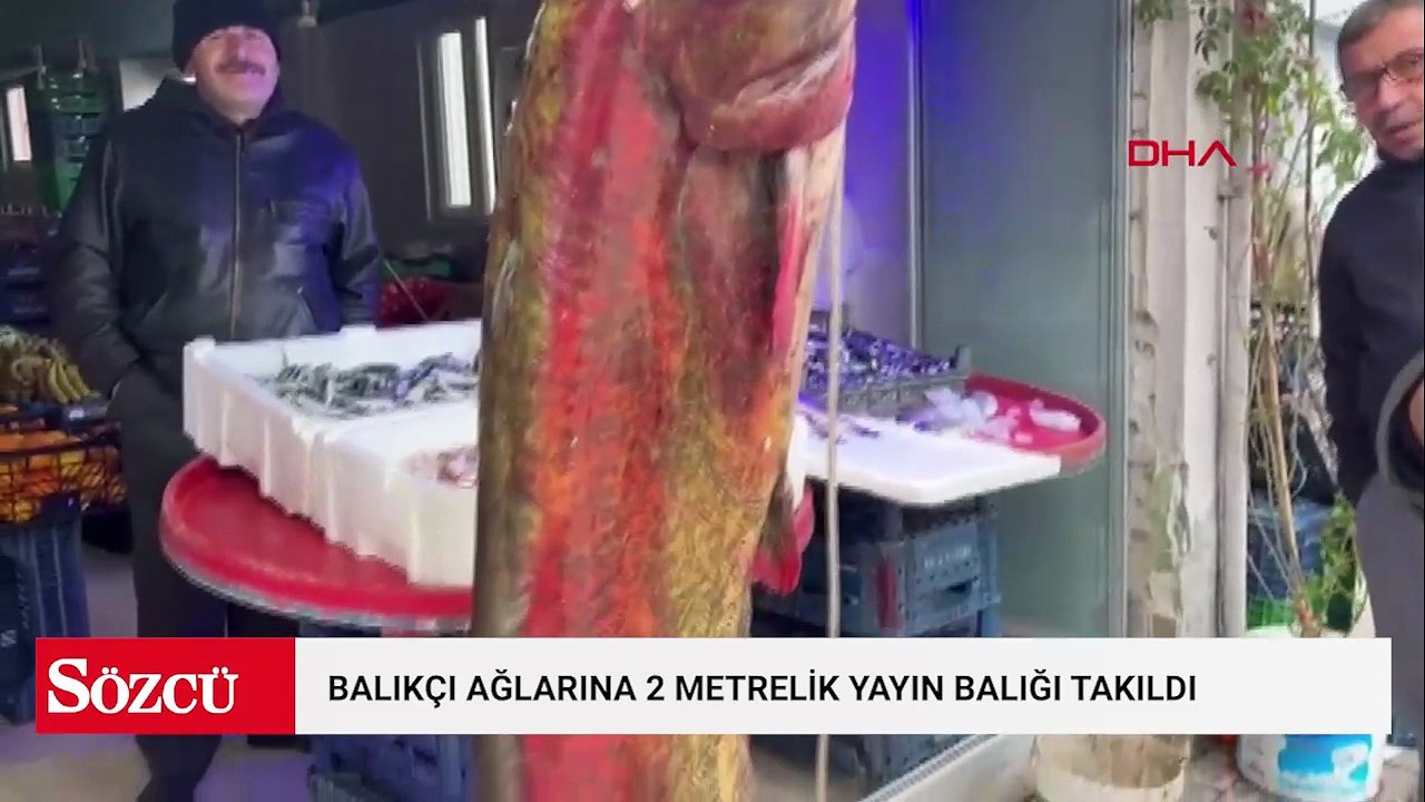 Çayırhan Gölü'nde balıkçı ağlarına 2 metrelik yayın balığı takıldı