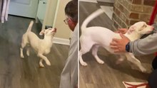 Deaf-Blind Dog Excitedly Dances When He Senses Owner Is Home | Wild-ish TV