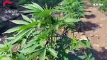 Nel Nuorese una delle piu' grandi piantagioni di marijuana in Italia