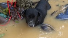 Gentleman risks it all during flood to save a dog swept away by water