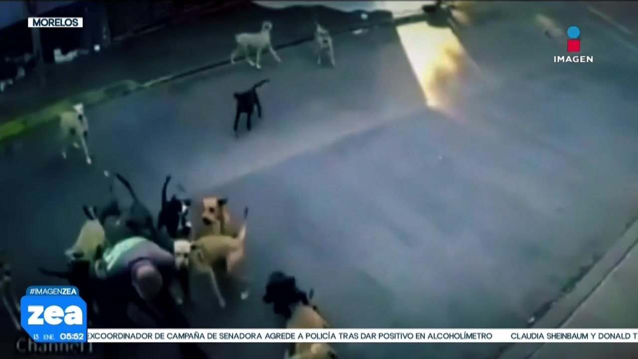 Mujer de la tercera edad es atacada por al menos 20 perros en Cuautla, Morelos