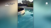 Kangaroo beats the crowds with a dip in a theme park lazy river