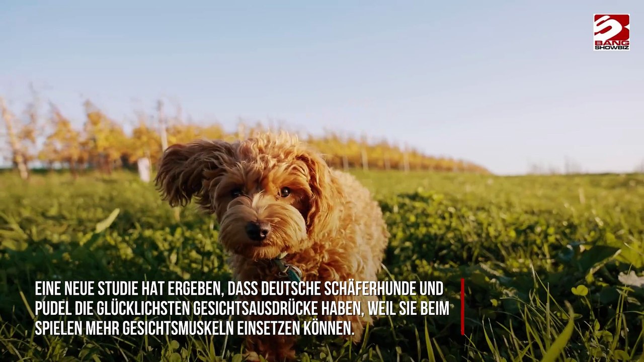 Deutsche Schäferhunde sind die glücklichsten Hunde