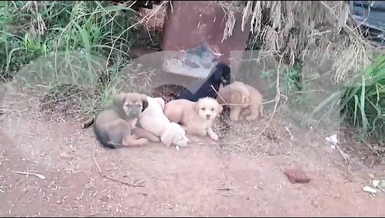 Lamentável: Filhotes são abandonados no Bairro Esmeralda