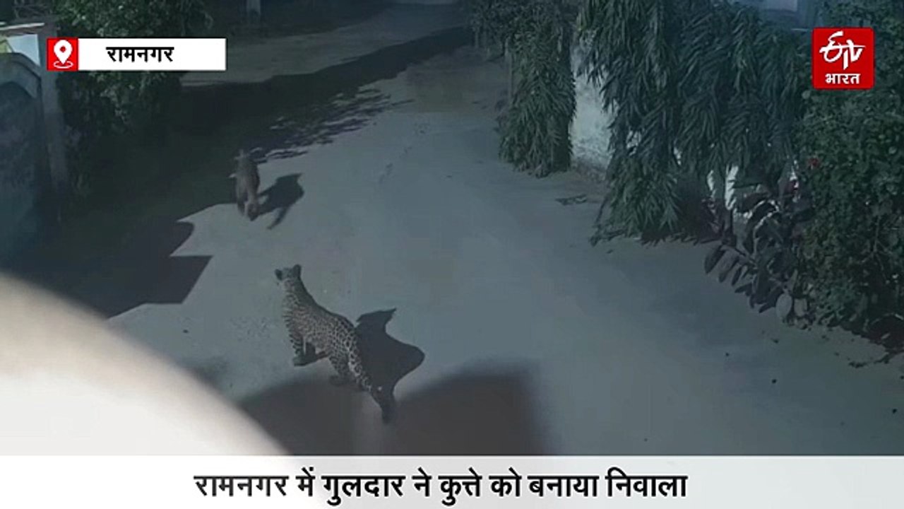 रामनगर की गलियों में घूमते दिख रहे हैं गुलदार, घर में घुसकर कुत्ते का किया शिकार