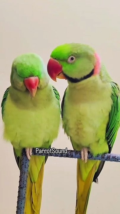 Talking Parrot l Parrot sound l Parrot Talking
