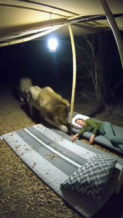 🦁 Just a stare, nothing more 😱 Are you brave enough to face the wild? 🌆💪