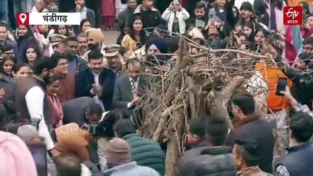 चंडीगढ़ में लोहड़ी की धूम, पंजाब यूनिवर्सिटी में स्टूडेंट्स ने जमकर किया डांस
