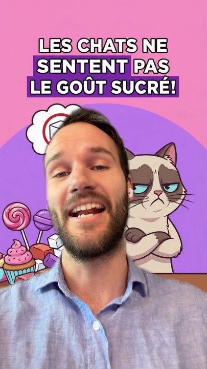 Les CHATS vs le SUCRE 💥