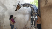 Así es el cuidado de los animales del Parque Zoológico del Centenario en Mérida