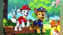 Paw patrol!🌈