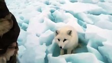 Trapped in Ice! Watch the Incredible Rescue 🥶