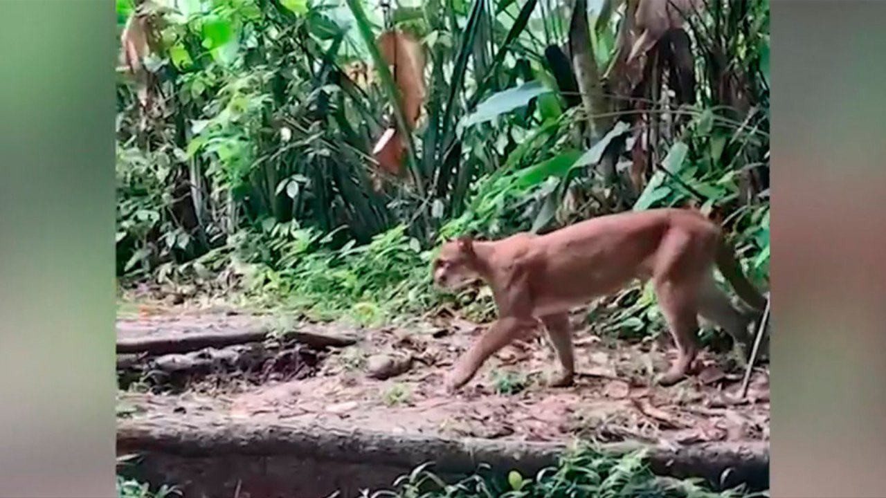 tn7-puma-hembra-captado-en-corcovado-130126