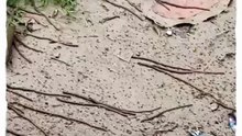 The Curiosity Hook: What is this Earthworm doing?  #nature #shorts