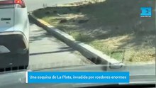 Una esquina de La Plata invadida por roedores enormes: ¿De qué se tratan?