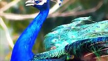 Most Beautiful animal Peafowl bird Peacock natural sounds 4k 💖😍❤️#animalsounds #birds #peacock
