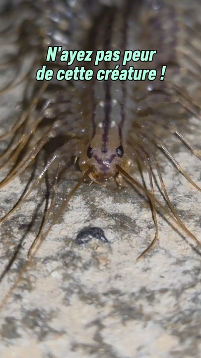 La scutigère véloce est un myriapode carnivore qui n’a rien à envier aux arachnides en termes de rapidité, ce n'est pas pour rien qu'elle en est d'ailleurs la prédatrice de ces dernières.