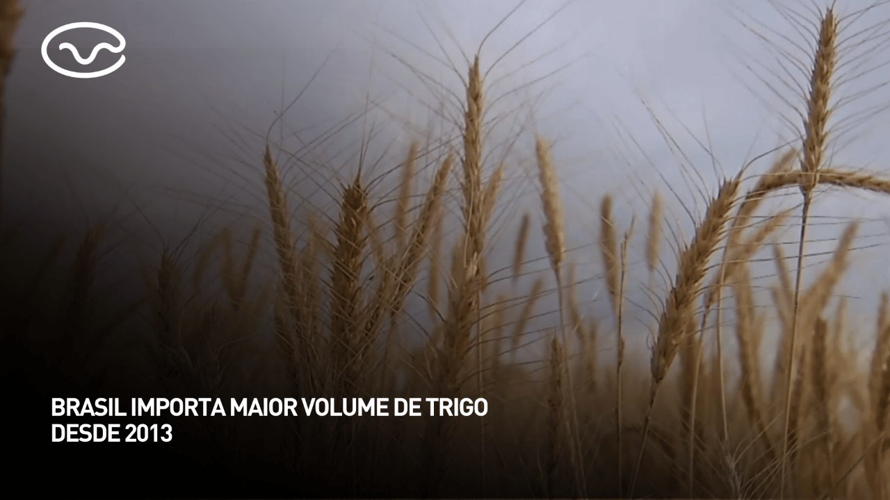 Brasil importa maior volume de trigo desde 2013
