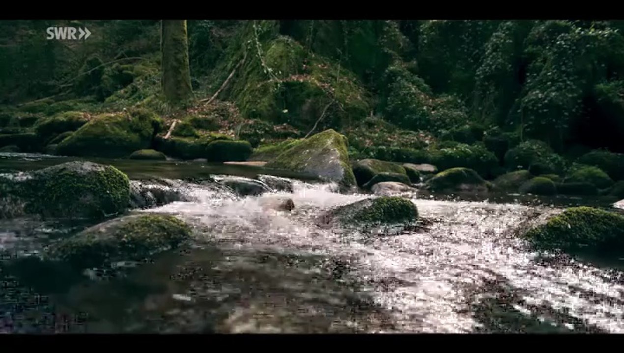 Die Verteidigerin -02- Der Fall Nicola