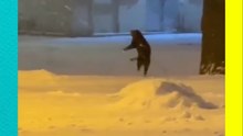 Gatito descubre la nieve por primera vez y su reacción es adorable
